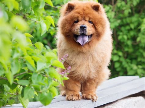 中國的犬類有哪些品種，犬類在中華文化中扮演了什麼角色？